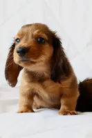 Penny, a male Miniature Dachshund for sale in San Diego, CA – Photo 1 of 7