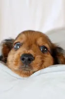 Penny, a male Miniature Dachshund for sale in San Diego, CA – Photo 2 of 7