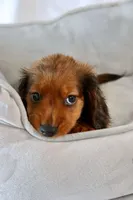 Penny, a male Miniature Dachshund for sale in San Diego, CA – Photo 4 of 7