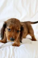 Penny, a male Miniature Dachshund for sale in San Diego, CA – Photo 3 of 7