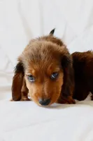 Penny, a male Miniature Dachshund for sale in San Diego, CA – Photo 5 of 7
