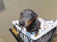 Luccas, a male Miniature Dachshund for sale in San Diego, CA – 5 of 7