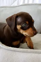 Hank, a male Miniature Dachshund for sale in San Diego, CA – Photo 1 of 4