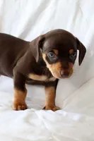 Hank, a male Miniature Dachshund for sale in San Diego, CA – Photo 4 of 4