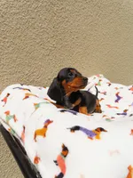 Lucas, a male Miniature Dachshund for sale in San Diego, CA – 3 of 6