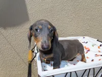 Luccas, a male Miniature Dachshund for sale in San Diego, CA – 3 of 7