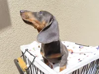 Luccas, a male Miniature Dachshund for sale in San Diego, CA – 4 of 7