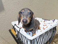 Luccas, a male Miniature Dachshund for sale in San Diego, CA – 2 of 7