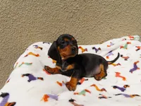 Lucas, a male Miniature Dachshund for sale in San Diego, CA – 2 of 6