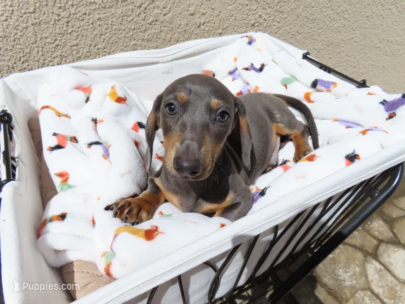 Luccas – Miniature Dachshund puppy for sale in San Diego, CA