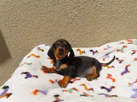 Lucas, a male Miniature Dachshund for sale in San Diego, CA – 1 of 6