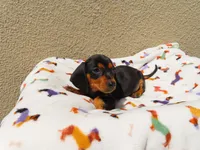 Lucas, a male Miniature Dachshund for sale in San Diego, CA – 6 of 6