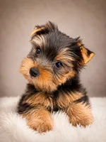 Chase, a male Yorkshire Terrier for sale in Kenosha, WI – 1 of 1