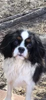 AKC GRAND CHAMPION SIRED , a female Cavalier King Charles Spaniel for sale in Hudson, FL – 2 of 2