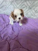 PENDING , a male Cavalier King Charles Spaniel for sale in Hudson, FL – Photo 3 of 4