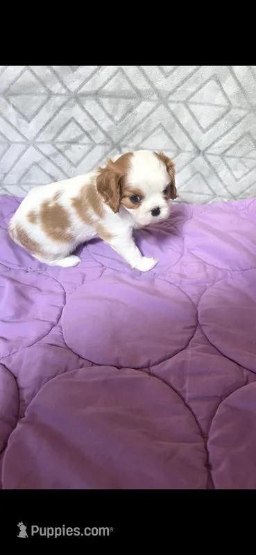 PENDING  – Cavalier King Charles Spaniel puppy for sale in Hudson, FL