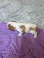 PENDING , a male Cavalier King Charles Spaniel for sale in Hudson, FL – Photo 4 of 4