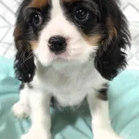 Pending , a male Cavalier King Charles Spaniel for sale in Hudson, FL – Photo 2 of 5