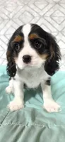 CHAMP SIRED, a male Cavalier King Charles Spaniel for sale in Hudson, FL – Photo 1 of 5