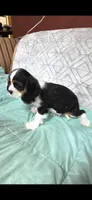 CHAMP SIRED, a male Cavalier King Charles Spaniel for sale in Hudson, FL – Photo 3 of 5