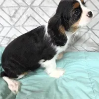 Pending , a male Cavalier King Charles Spaniel for sale in Hudson, FL – Photo 5 of 5