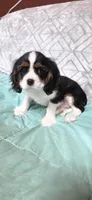 CHAMP SIRED, a male Cavalier King Charles Spaniel for sale in Hudson, FL – Photo 2 of 5