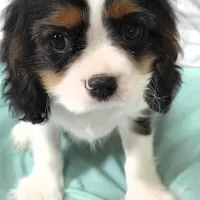 Pending , a male Cavalier King Charles Spaniel for sale in Hudson, FL – Photo 4 of 5