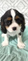 CHAMP SIRED, a male Cavalier King Charles Spaniel for sale in Hudson, FL – Photo 4 of 5