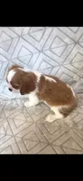 AKC CHAMPION SIRED , a male Cavalier King Charles Spaniel for sale in Hudson, FL – Photo 6 of 8