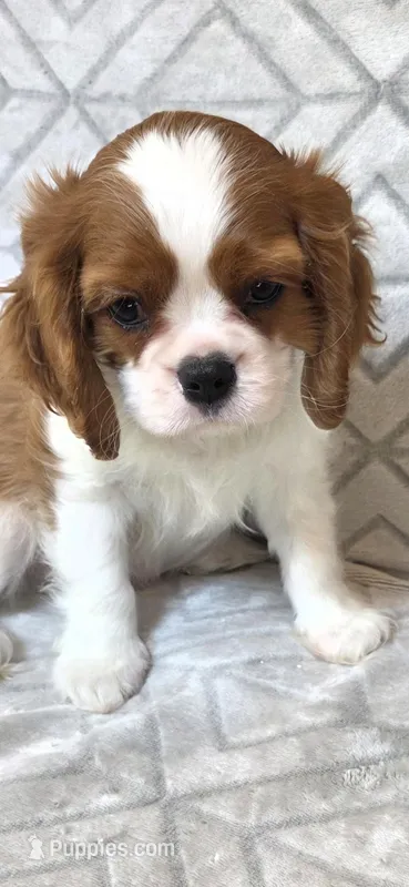 AKC CHAMPION SIRED  – Cavalier King Charles Spaniel puppy for sale in Hudson, FL