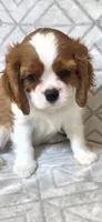 AKC CHAMPION SIRED , a male Cavalier King Charles Spaniel for sale in Hudson, FL – Photo 1 of 8