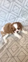 AKC CHAMPION SIRED , a male Cavalier King Charles Spaniel for sale in Hudson, FL – Photo 7 of 8
