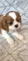 AKC CHAMPION SIRED , a male Cavalier King Charles Spaniel for sale in Hudson, FL – Photo 4 of 8