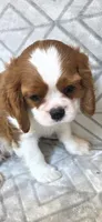 AKC CHAMPION SIRED , a male Cavalier King Charles Spaniel for sale in Hudson, FL – Photo 3 of 8