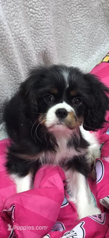 Lola – Cavalier King Charles Spaniel puppy for sale in Hudson, FL