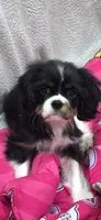 Lola, a female Cavalier King Charles Spaniel for sale in Hudson, FL – 1 of 2