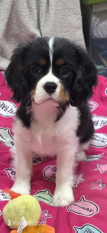 Abby  – Cavalier King Charles Spaniel puppy for sale in Hudson, FL