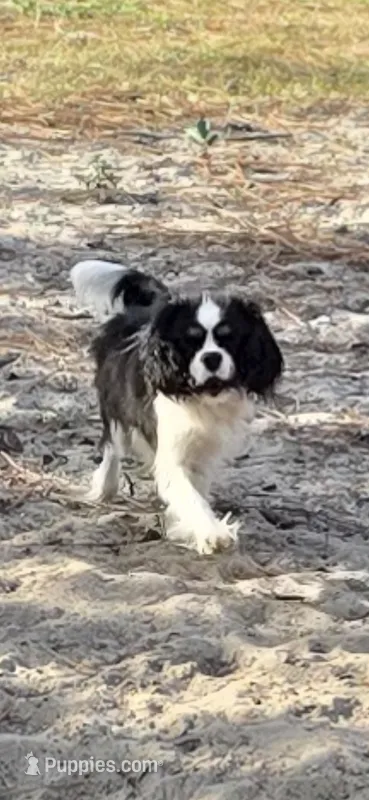AKC GRAND CHAMPION SIRED  – Cavalier King Charles Spaniel puppy for sale in Hudson, FL