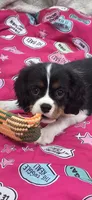 Abby , a female Cavalier King Charles Spaniel for sale in Hudson, FL – 2 of 2