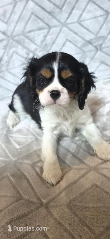 CHAMPION SIRED – Cavalier King Charles Spaniel puppy for sale in Hudson, FL