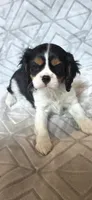 CHAMPION SIRED, a female Cavalier King Charles Spaniel for sale in Hudson, FL – Photo 1 of 3