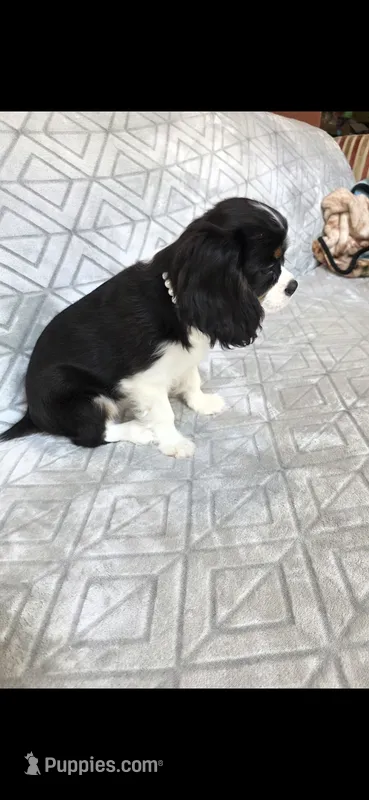 Abby  – Cavalier King Charles Spaniel puppy for sale in Hudson, FL