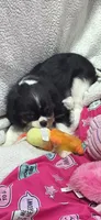 Lola, a female Cavalier King Charles Spaniel for sale in Hudson, FL – 2 of 2