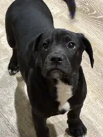Jackson , a male French Bulldog and Labrador Retriever for sale in North Dartmouth, MA – 2 of 3