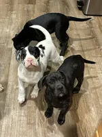 Nash, a male French Bulldog and Labrador Retriever for sale in North Dartmouth, MA – 2 of 3