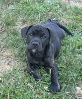 Pepper, a female French Bulldog and Labrador Retriever for sale in North Dartmouth, MA – 2 of 3