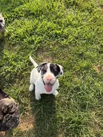 Nash, a male French Bulldog and Labrador Retriever for sale in North Dartmouth, MA – 3 of 3