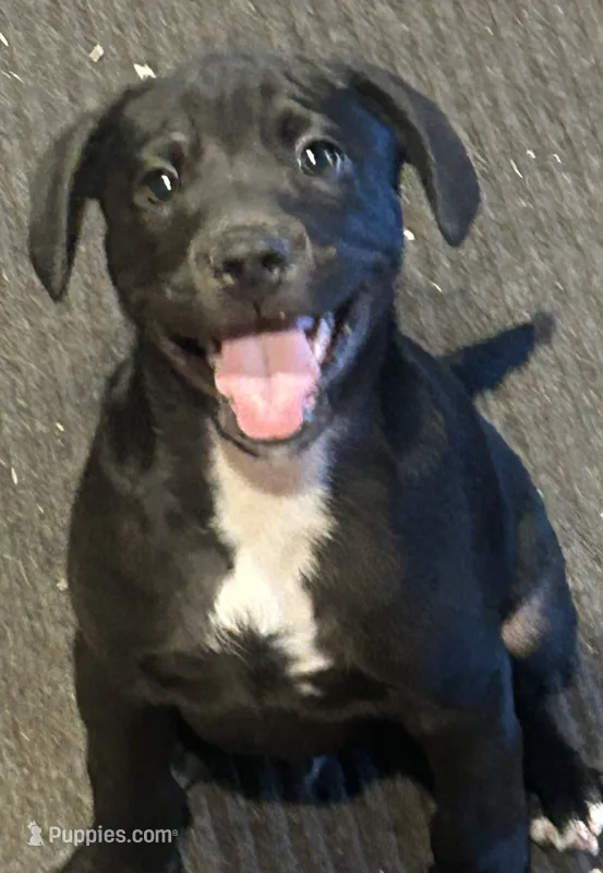 Jackson  – French Bulldog, Labrador Retriever puppy for sale in North Dartmouth, MA