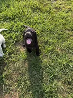 Cole, a male French Bulldog and Labrador Retriever for sale in North Dartmouth, MA – 3 of 3