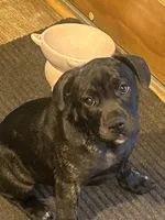 Pepper, a female French Bulldog and Labrador Retriever for sale in North Dartmouth, MA – 1 of 3